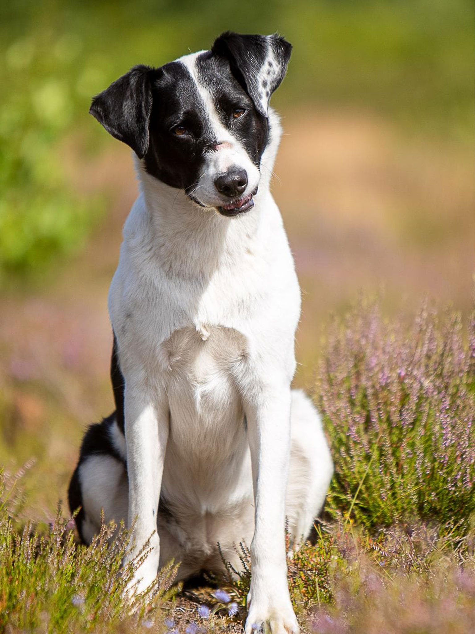 Über uns 4 hund 1