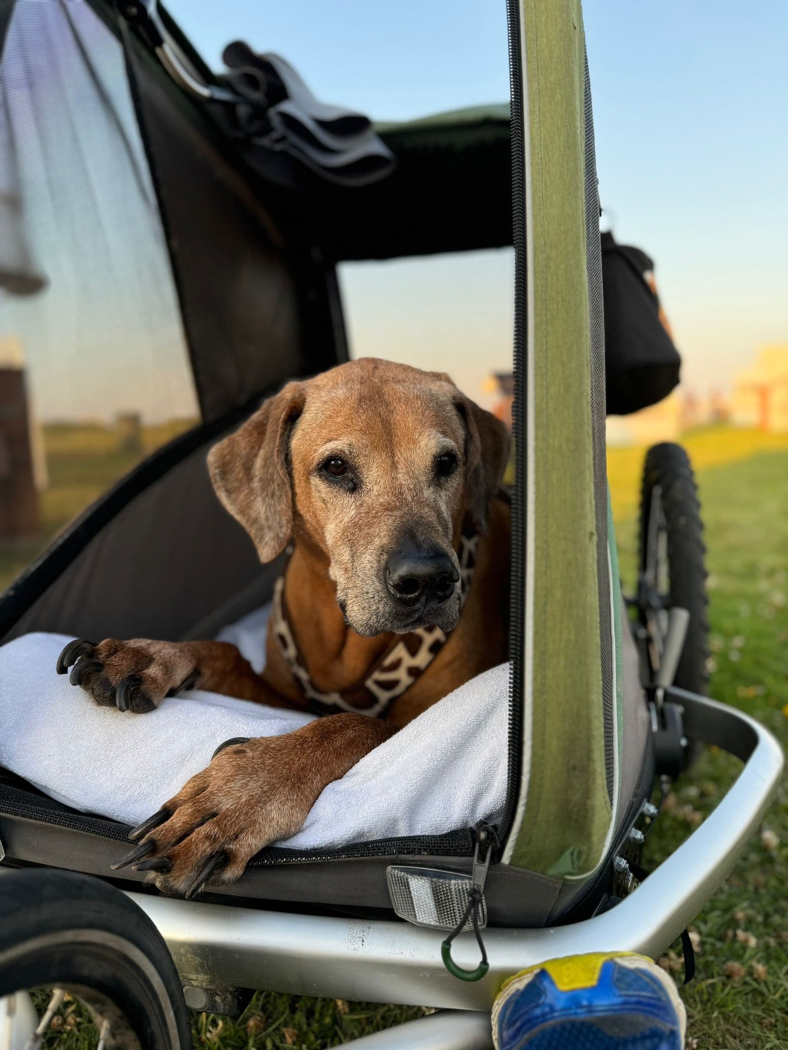 Über uns 5 hund 2