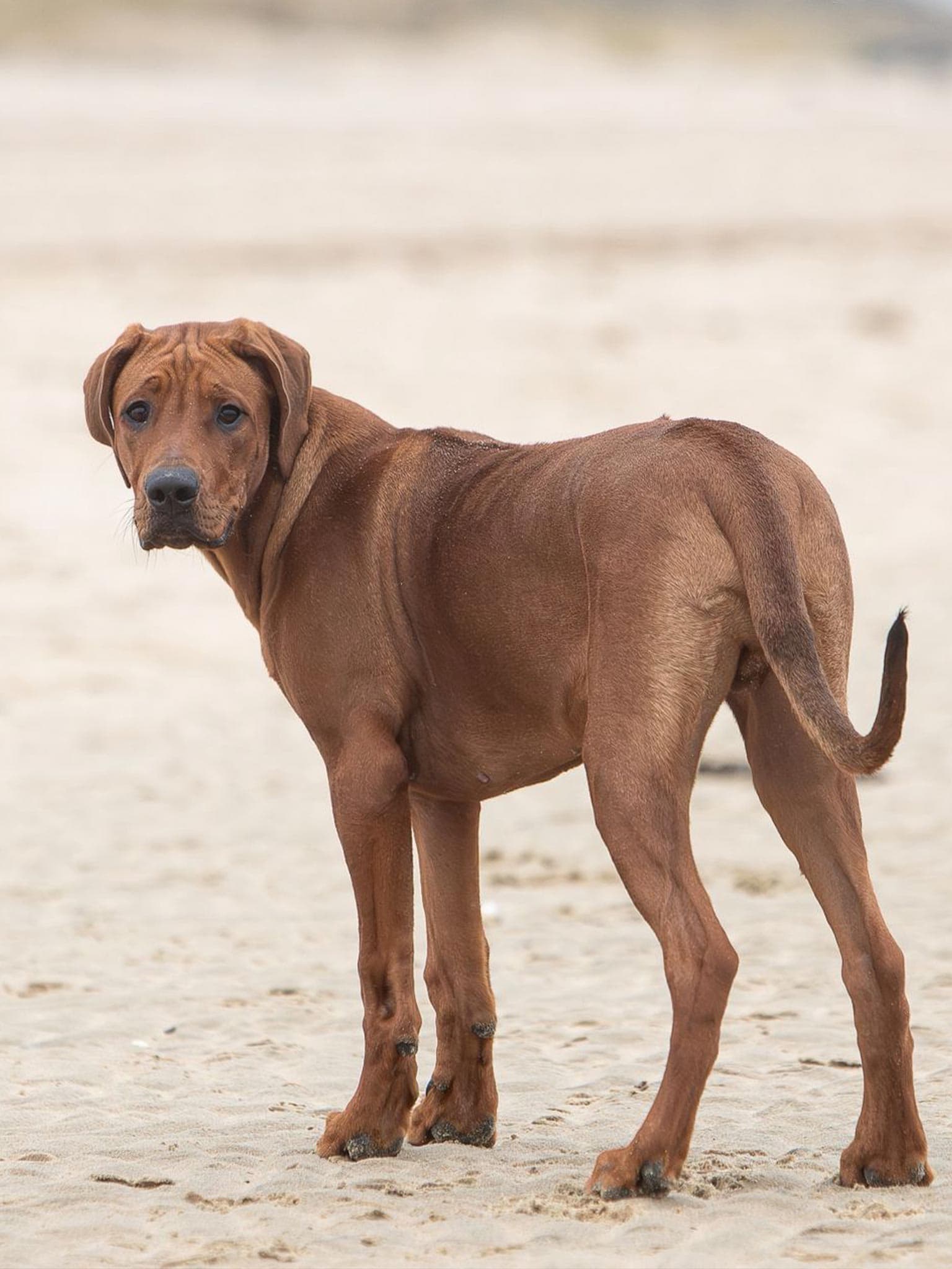 Über uns 6 hund 3